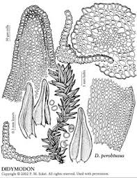 Attēlu rezultāti vaicājumam “Didymodon tophaceus”