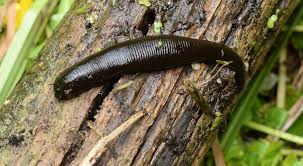 Attēlu rezultāti vaicājumam “Haemopis sanguisuga”