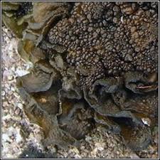 Attēlu rezultāti vaicājumam “Collema”