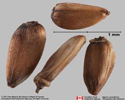 Attēlu rezultāti vaicājumam “Cirsium arvense fruit”