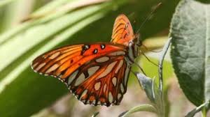 Attēlu rezultāti vaicājumam “Nymphalidae”