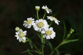Image result for Achillea Ptarmica