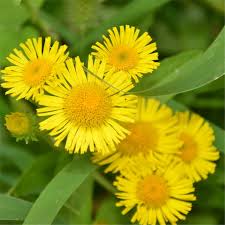 Attēlu rezultāti vaicājumam “Inula britannica”