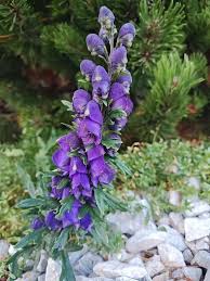 Attēlu rezultāti vaicājumam “Aconitum napellus bud”