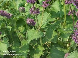 Attēlu rezultāti vaicājumam “Salvia verticillata leaf”