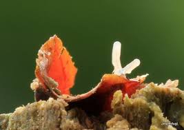 Attēlu rezultāti vaicājumam “Stemonitopsis typhina macro”