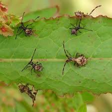 Attēlu rezultāti vaicājumam “Coreus marginatus imago”