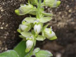 Attēlu rezultāti vaicājumam “Polygalaceae”