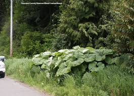 Attēlu rezultāti vaicājumam “Petasites spurius bud”