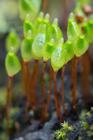 Attēlu rezultāti vaicājumam “Buxbaumia aphylla sporophyte”
