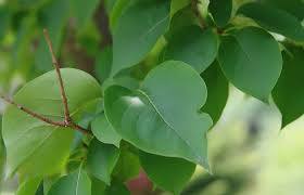 Attēlu rezultāti vaicājumam “Syringa reticulata subsp. amurensis leaf”