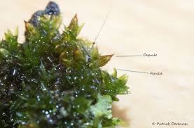 Attēlu rezultāti vaicājumam “Orthotrichum diaphanum”