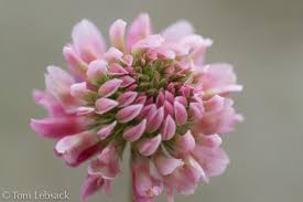 Attēlu rezultāti vaicājumam “Trifolium hybridum flower”