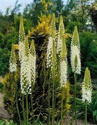 Image result for Steppenkerze