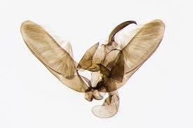 Attēlu rezultāti vaicājumam “Gillmeria pallidactyla”