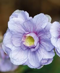 Image result for Geranium `Summer Skies`
