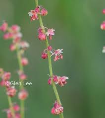 Attēlu rezultāti vaicājumam “Rumex acetosa flower”