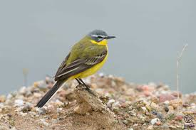 Attēlu rezultāti vaicājumam “Motacilla flava flava adult”