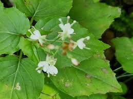 Attēlu rezultāti vaicājumam “Circaea alpina leaf”
