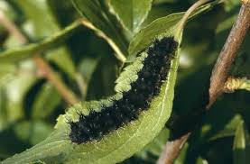 Attēlu rezultāti vaicājumam “Saturnia pavonia larva”