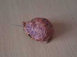 Attēlu rezultāti vaicājumam “Amaurochaete sp.”