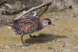 Image result for Porzana carolina