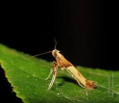 Attēlu rezultāti vaicājumam “Caloptilia hemidactylella”