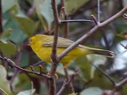 Image result for Wilsonia citrina