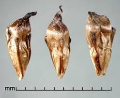 Attēlu rezultāti vaicājumam “Sparganium erectum aggr. fruit”