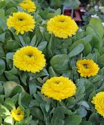 Attēlu rezultāti vaicājumam “Calendula officinalis flower”