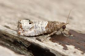 Attēlu rezultāti vaicājumam “Notocelia roborana”