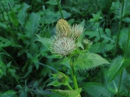 Attēlu rezultāti vaicājumam “Cirsium oleraceum leaf”