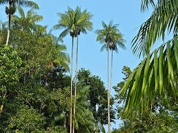 Image result for site:net pino◆MatthewZ8E