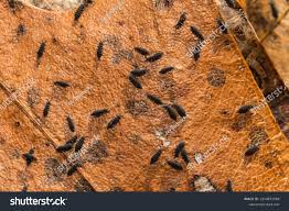 Attēlu rezultāti vaicājumam “Hypogastrura sp.”