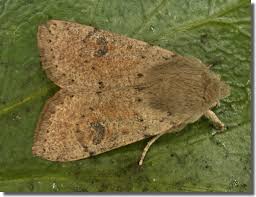 Attēlu rezultāti vaicājumam “Orthosia cruda”