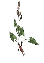 Image result for Sauerampfer