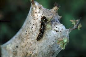 Attēlu rezultāti vaicājumam “Eriogaster lanestris larva”