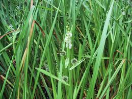 Attēlu rezultāti vaicājumam “Sparganium minimum fruit”
