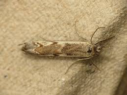 Attēlu rezultāti vaicājumam “Platytes alpinella”