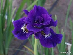 Attēlu rezultāti vaicājumam “Iris sibirica flower”