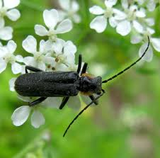 Attēlu rezultāti vaicājumam “Cantharis obscura”