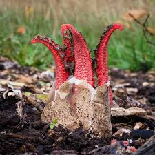 Attēlu rezultāti vaicājumam “Datronia mollis”