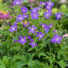 Attēlu rezultāti vaicājumam “Geranium sylvaticum leaf”
