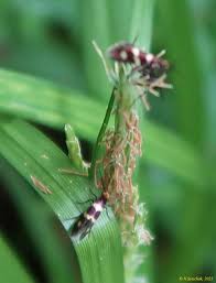 Attēlu rezultāti vaicājumam “Micropterix aureatella”