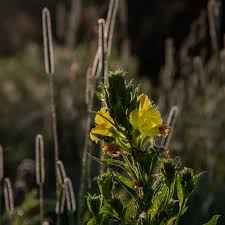 Image result for Nachtkerze