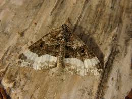 Attēlu rezultāti vaicājumam “Euphyia unangulata”