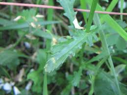 Attēlu rezultāti vaicājumam “Leucanthemum vulgare leaf”