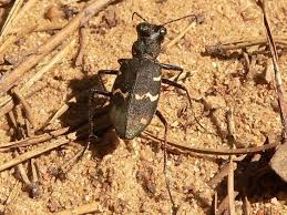 Attēlu rezultāti vaicājumam “Cicindela sylvatica imago”