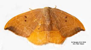 Attēlu rezultāti vaicājumam “Watsonalla binaria”