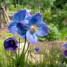 Image result for Meconopsis betonicifolia